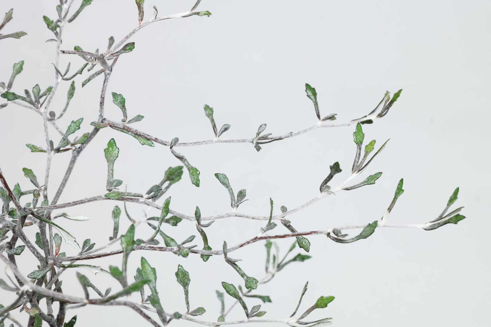 Wire Nettingbush