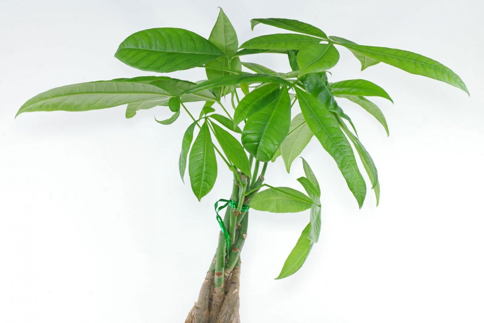 Glückskastanie (Pachira aquatica)