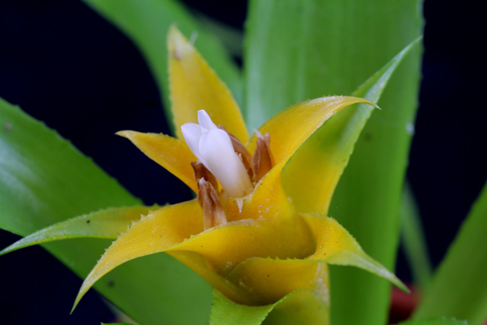 Guzmania Blüte