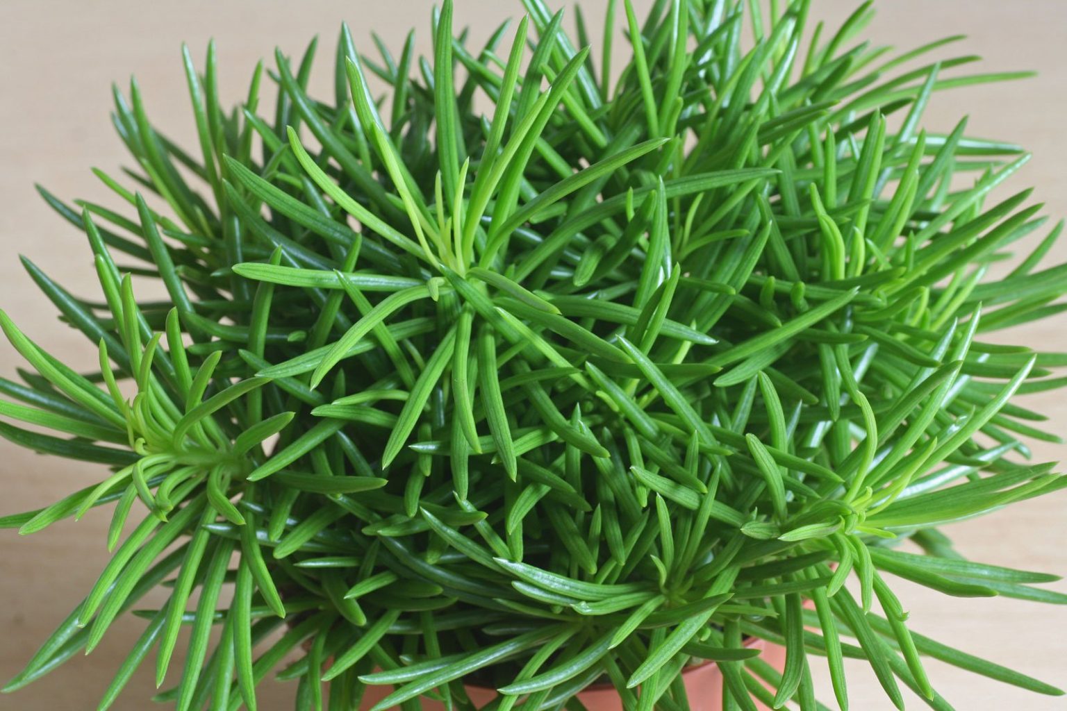 Senecio barbertonicus 