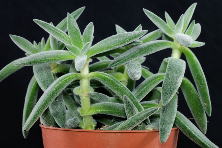 Crassula mesembryanthemoides