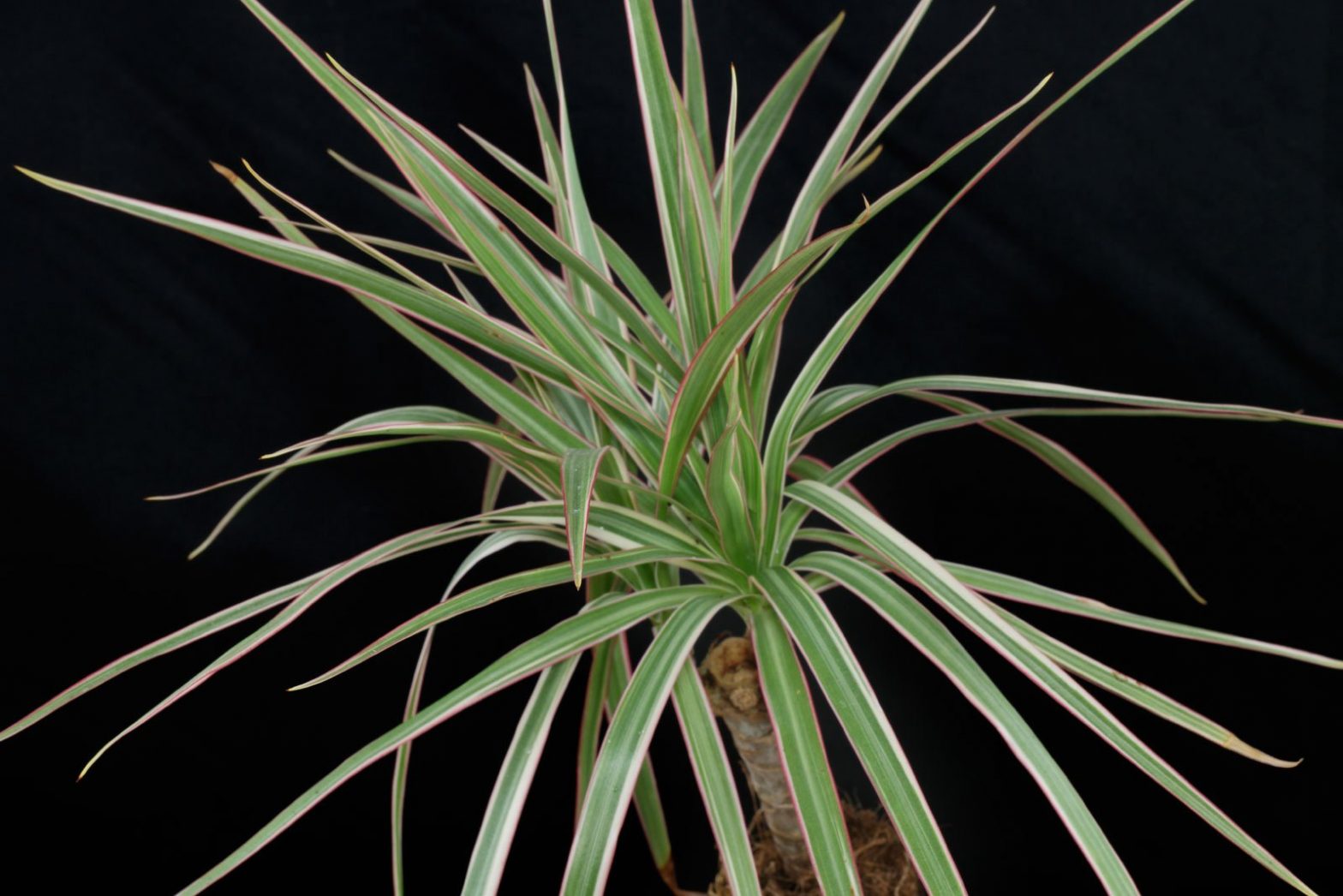 Drachenbaum (Dracaena marginata)
