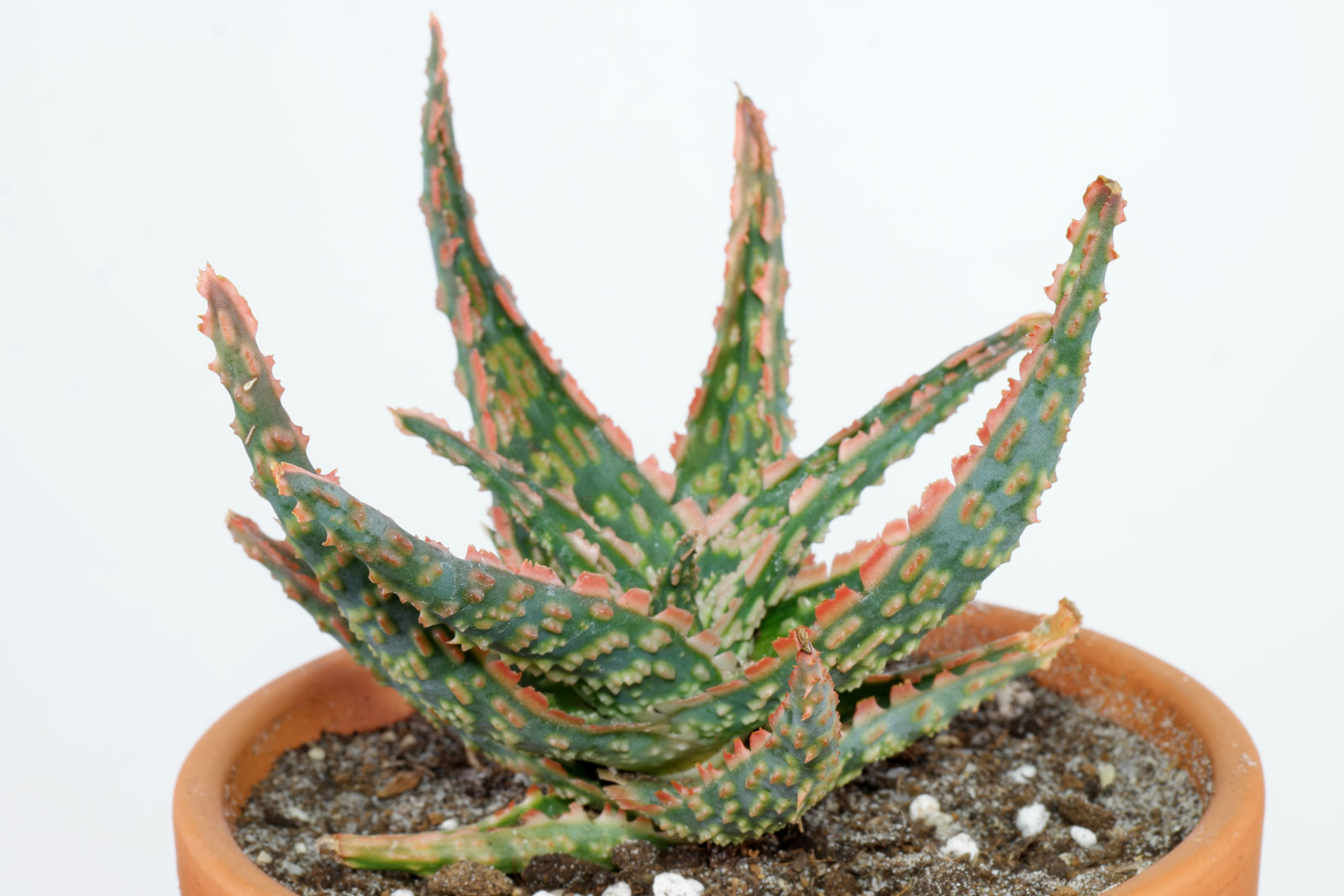 Aloe cv. Vito