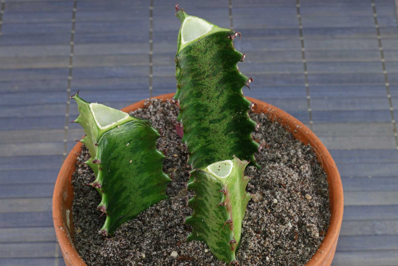 rubra dreikantige Säulenwolfsmilch exotische Zimmerpflanze Euphorbia trigona f 