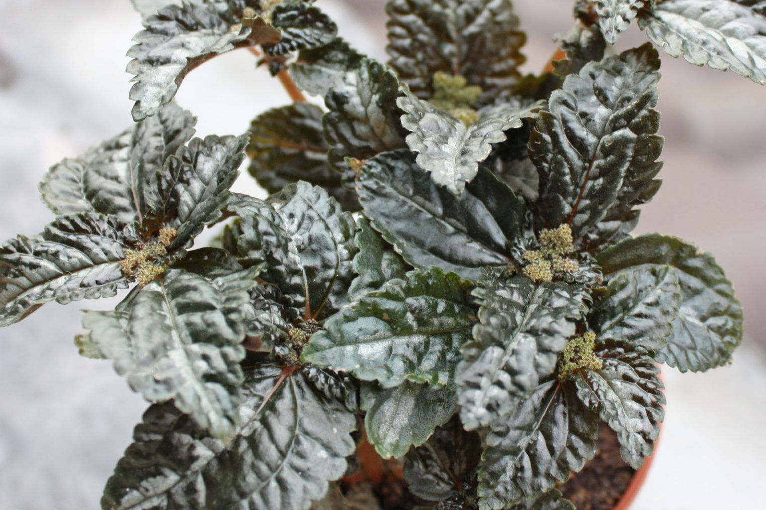 Kanonierblume (Pilea spruceana)