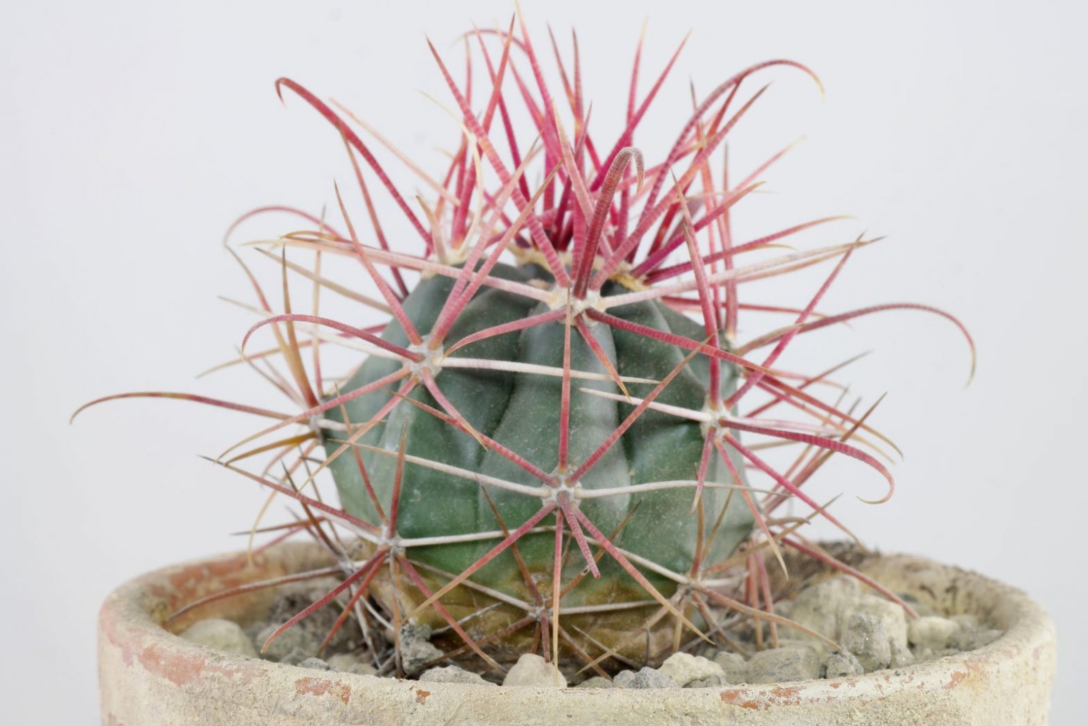 Ferocactus gracilis