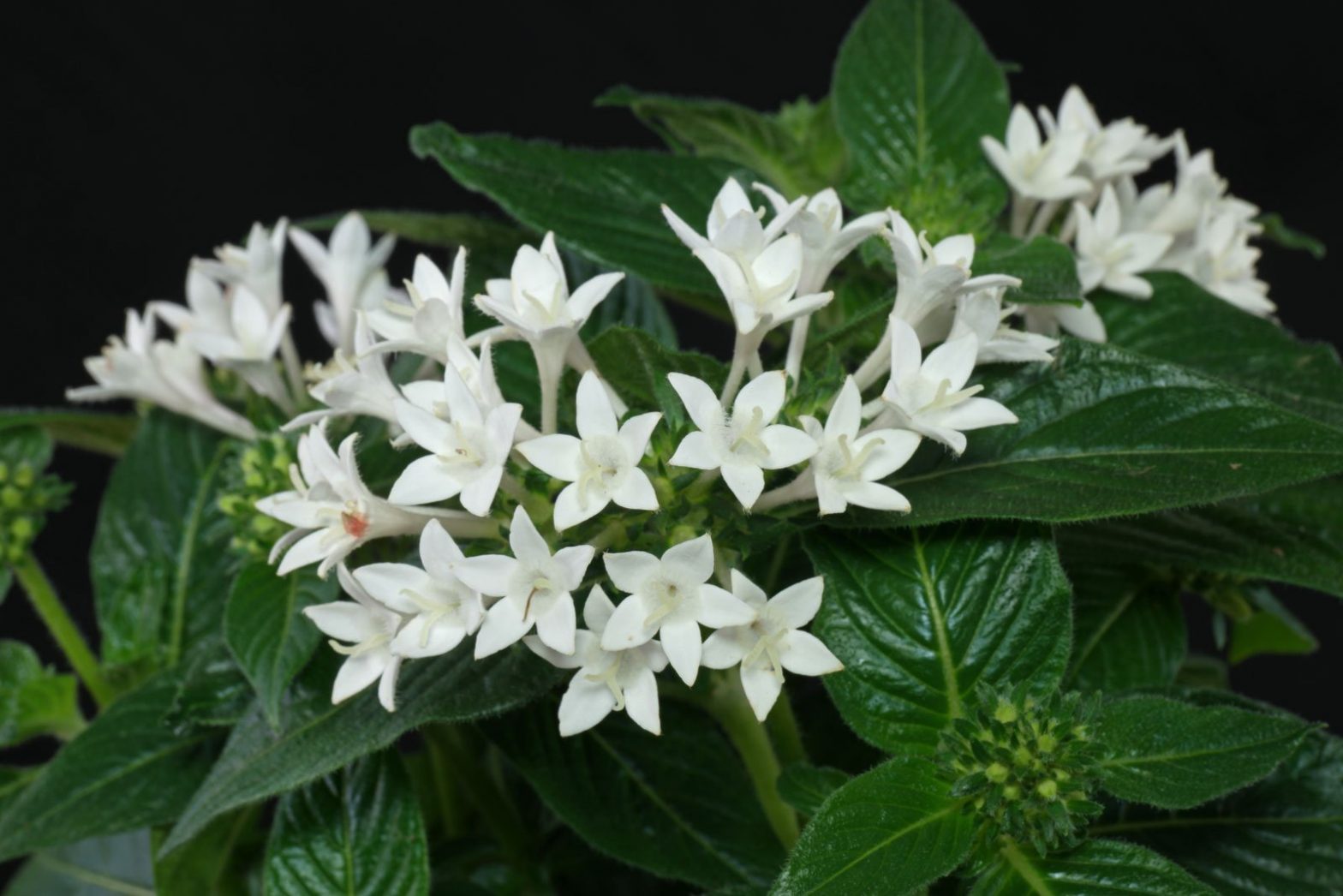 Pentas lanceolata