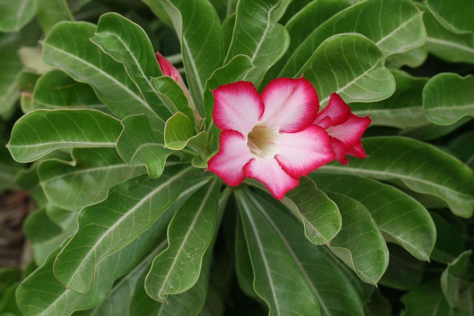 Adenium obesum