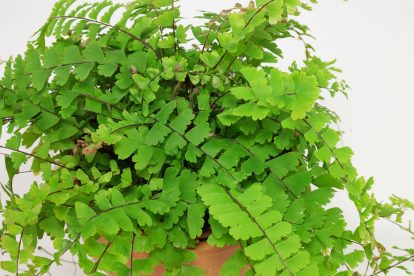 Frauenhaarfarn (Adiantum caudatum)