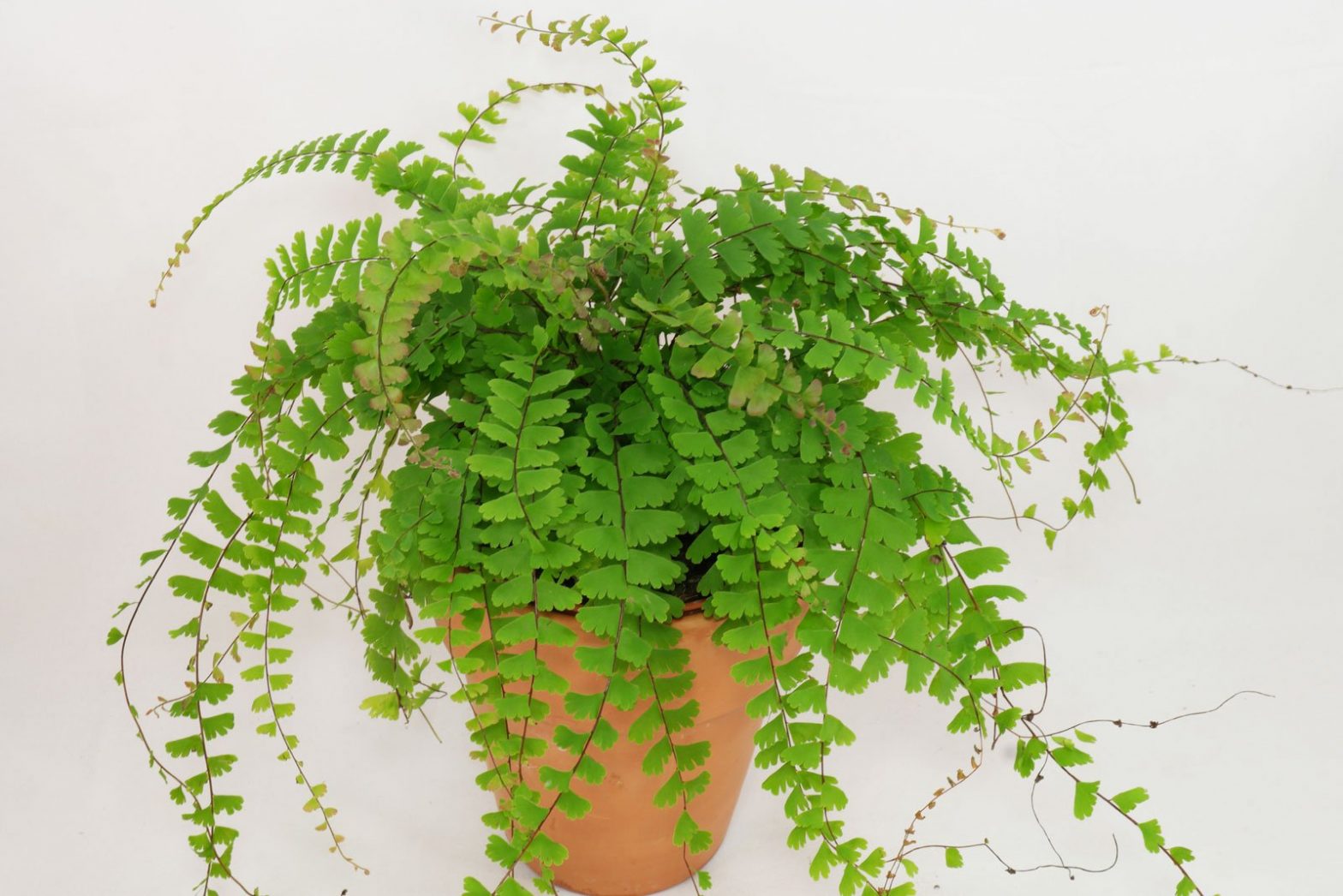 Frauenhaarfarn (Adiantum caudatum)