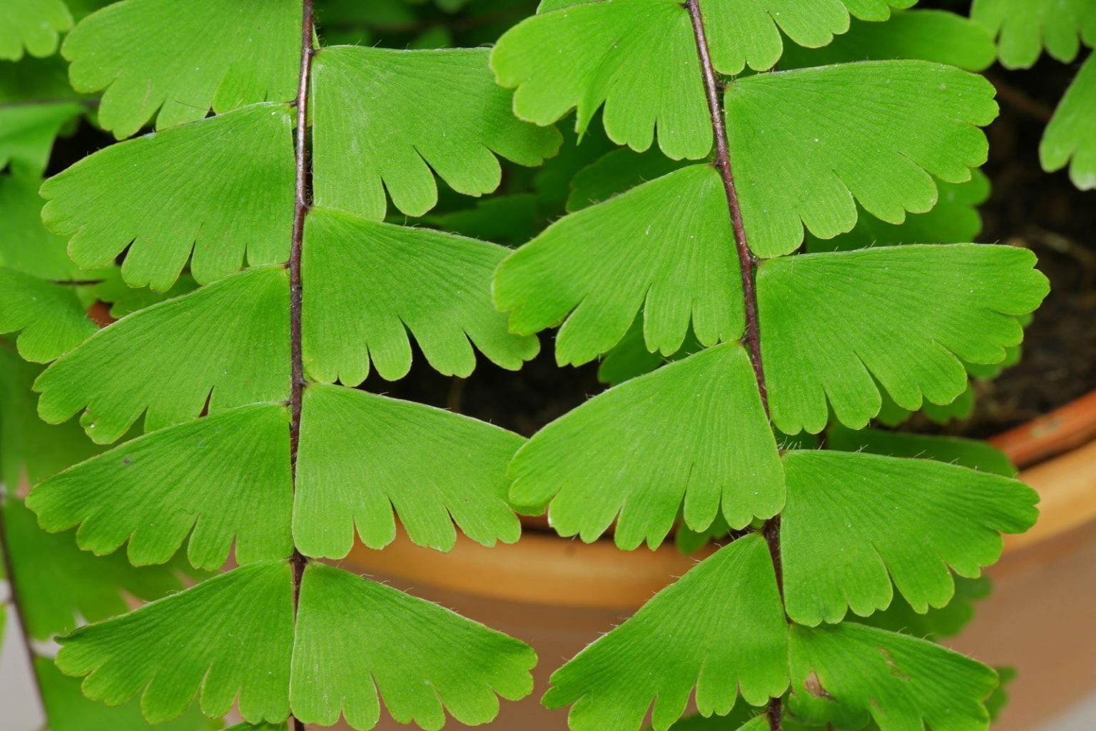 Frauenhaarfarn (Adiantum caudatum)