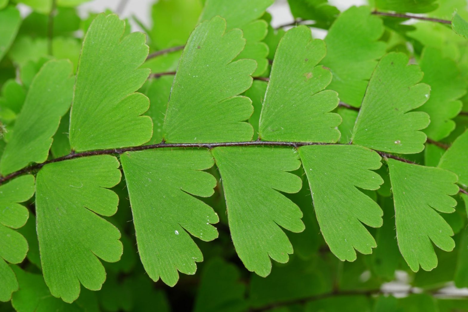 Frauenhaarfarn (Adiantum caudatum)