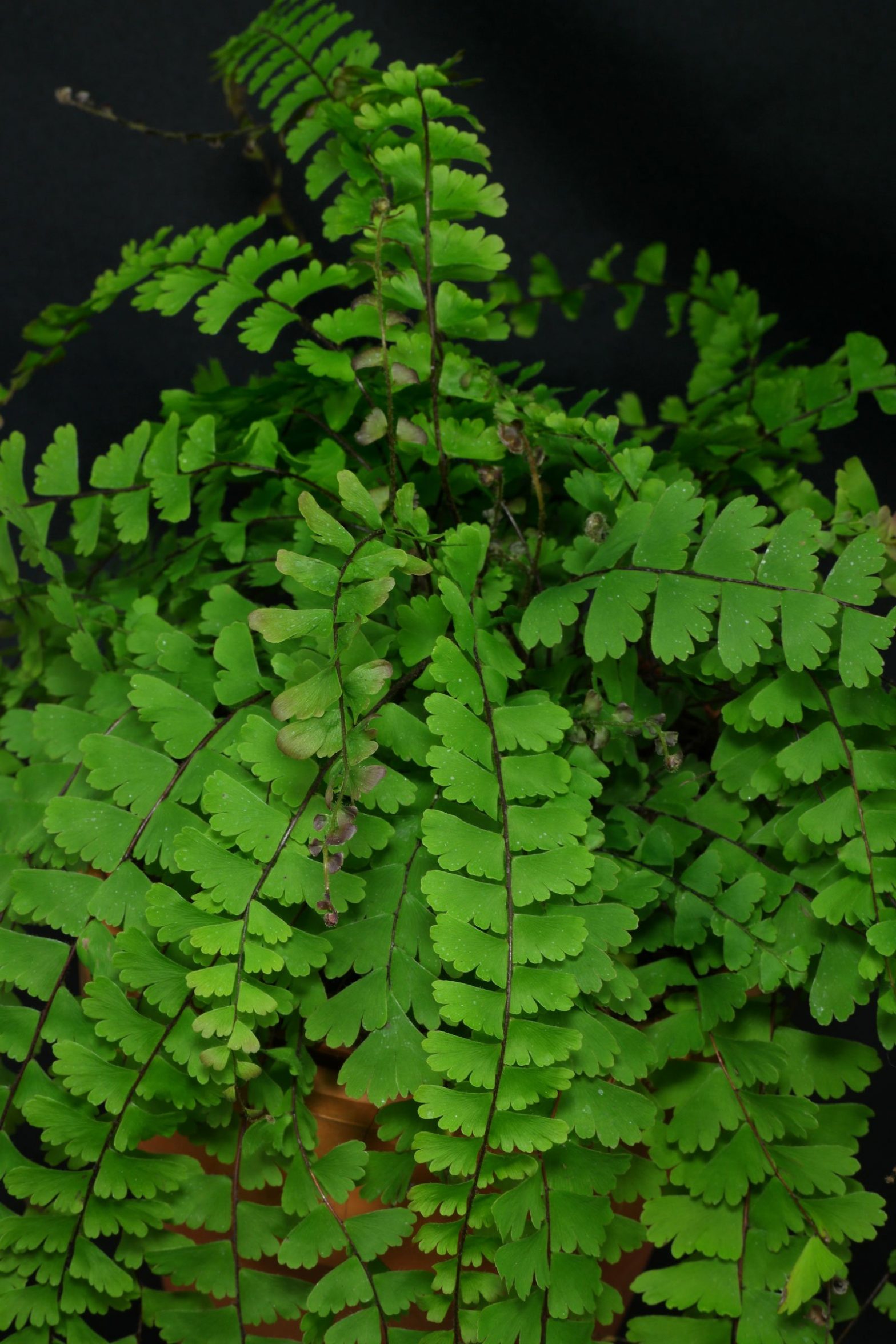 Frauenhaarfarn (Adiantum caudatum)