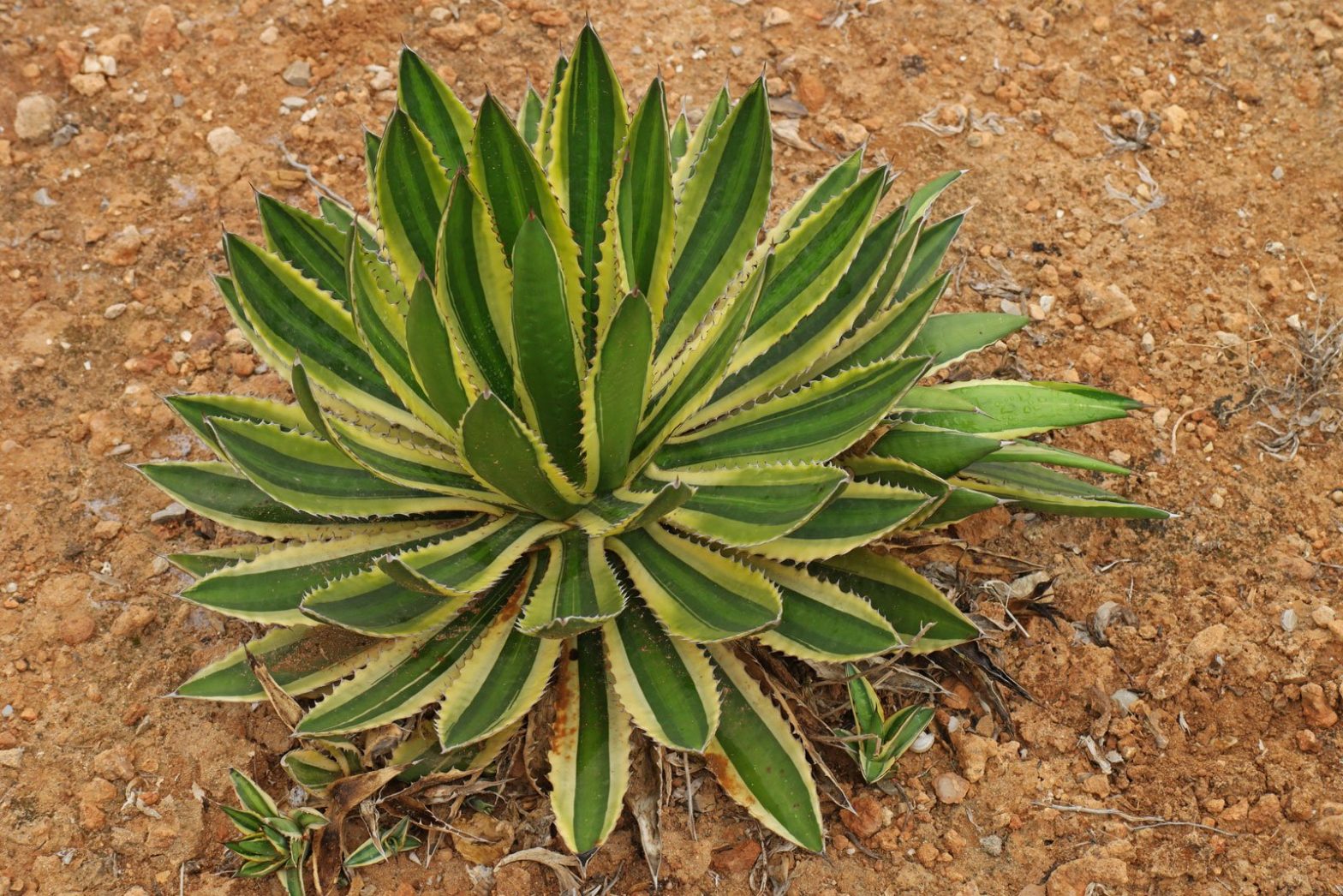 Agave stricta & striata 
