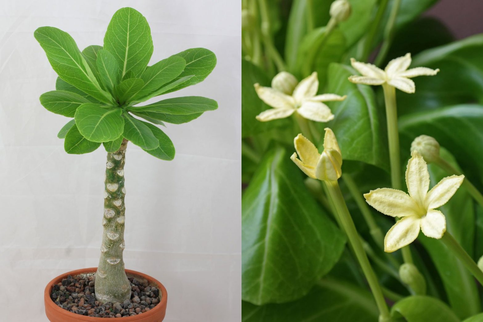 Hawaii Palme Brighamia Insignis hawaii-palme-brighamia-insignis