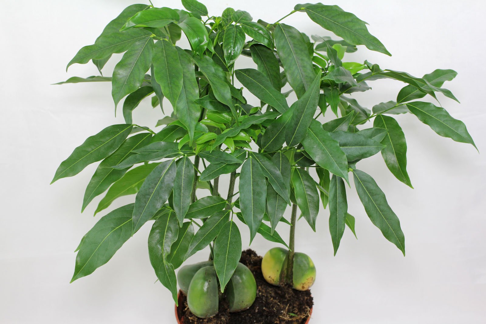 Australische Kastanie Castanospermum Magnifico Zimmerpflanzen 