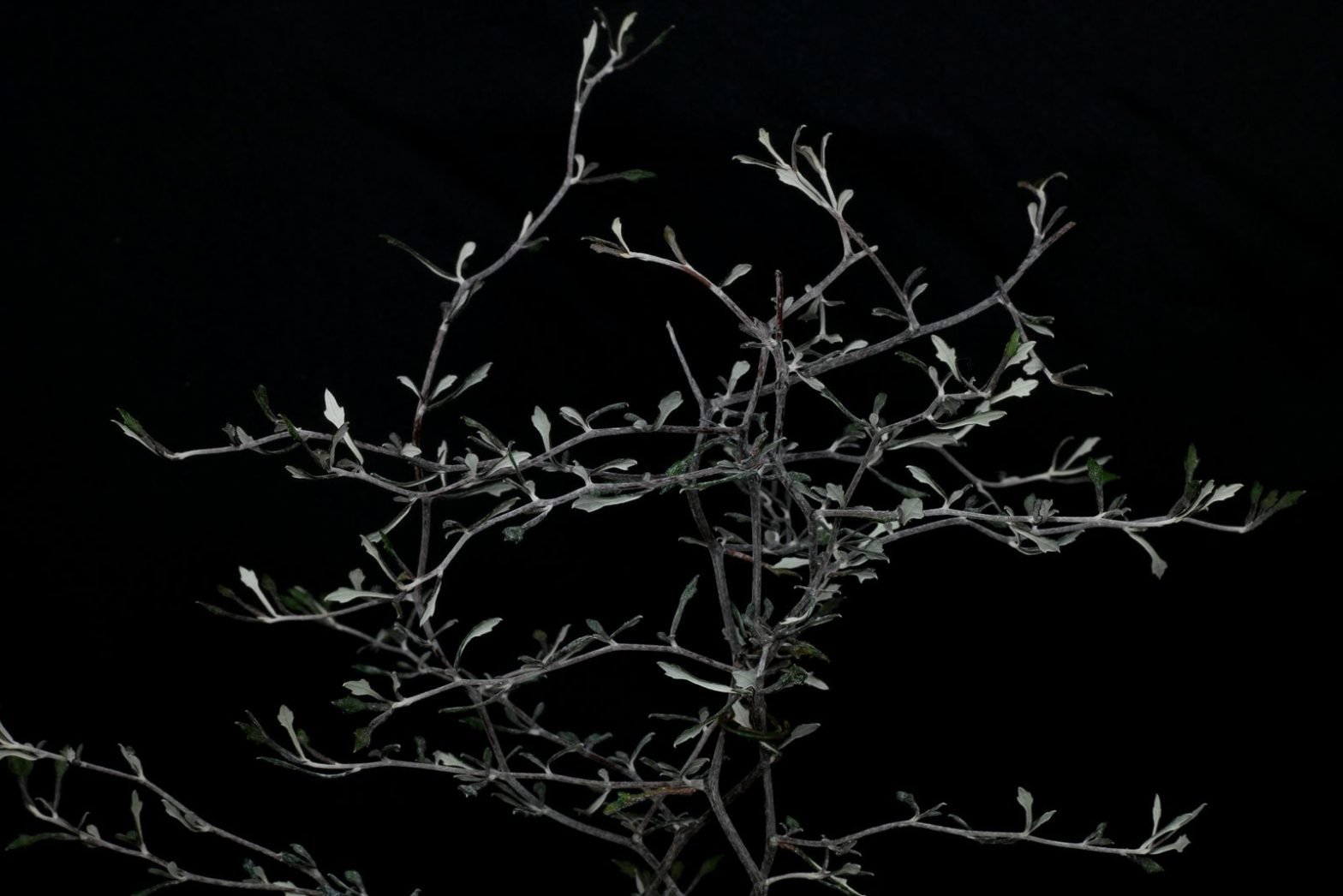 Zickzackstrauch (Corokia cotoneaster)