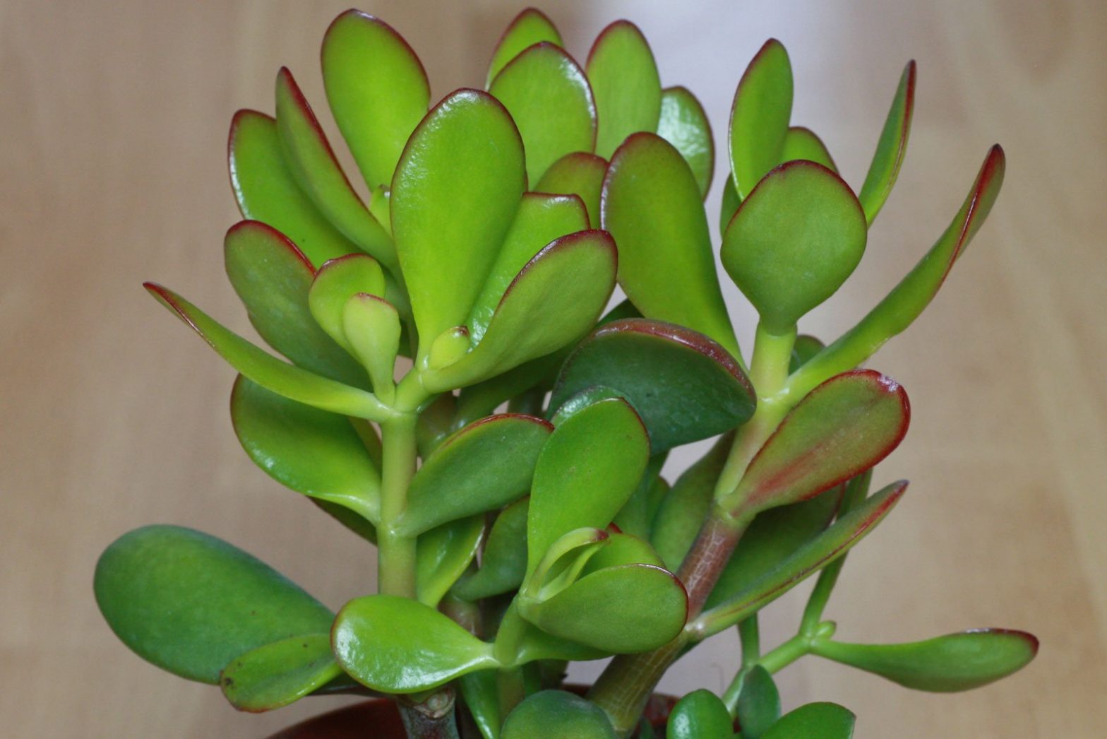 Geldbaum (Crassula ovata)