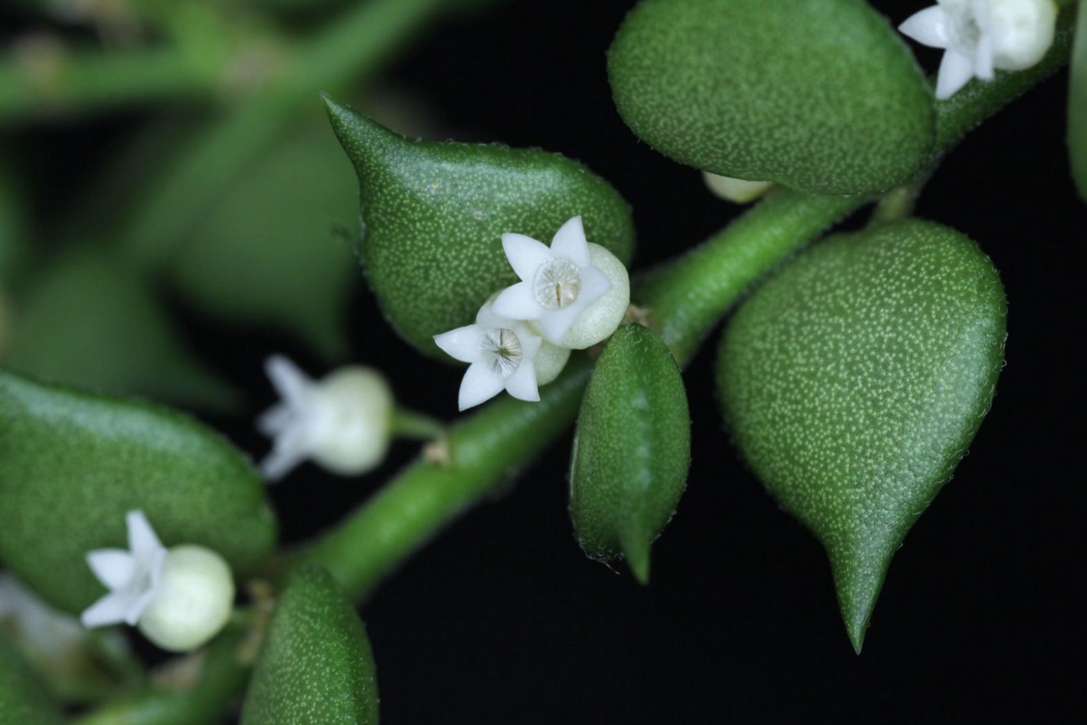 Urnenpflanze (Dischidia ruscifolia)