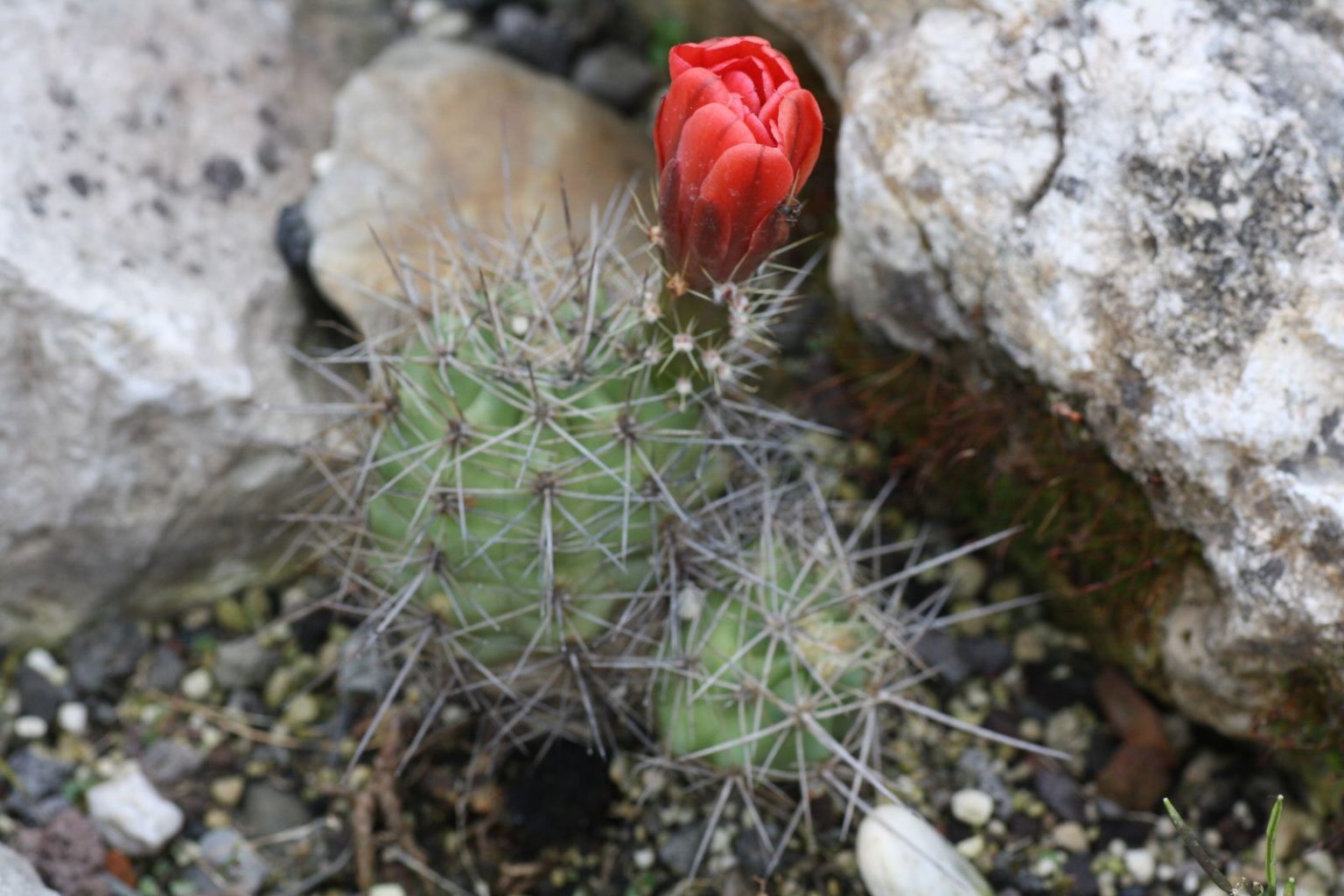 Echinocereus viereckii