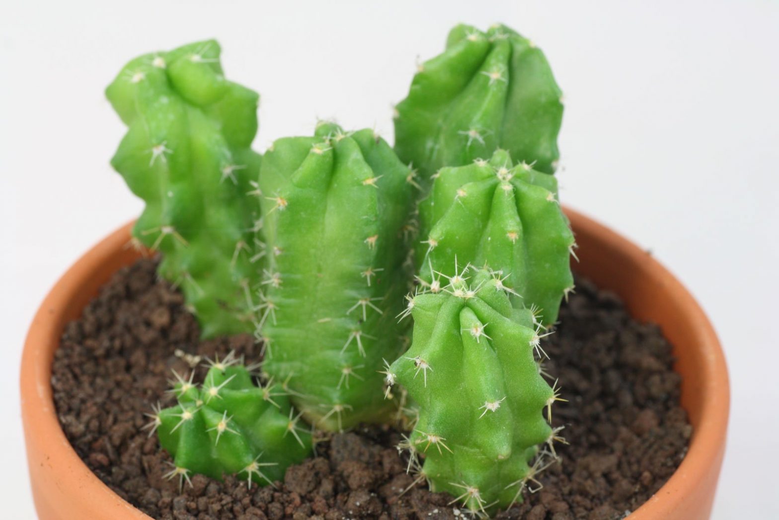 Echinocereus viereckii