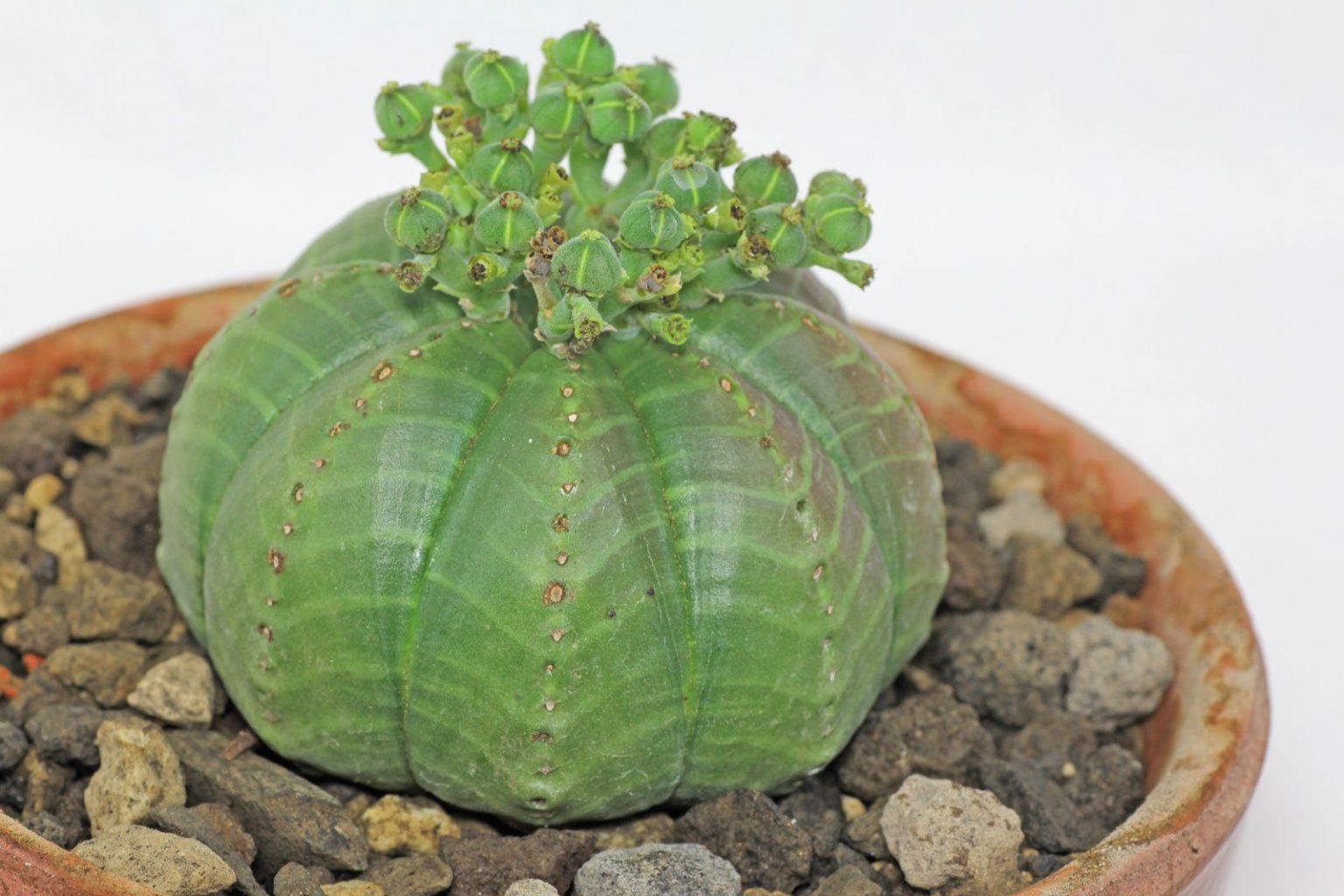MelonenWolfsmilch (Euphorbia meloformis)