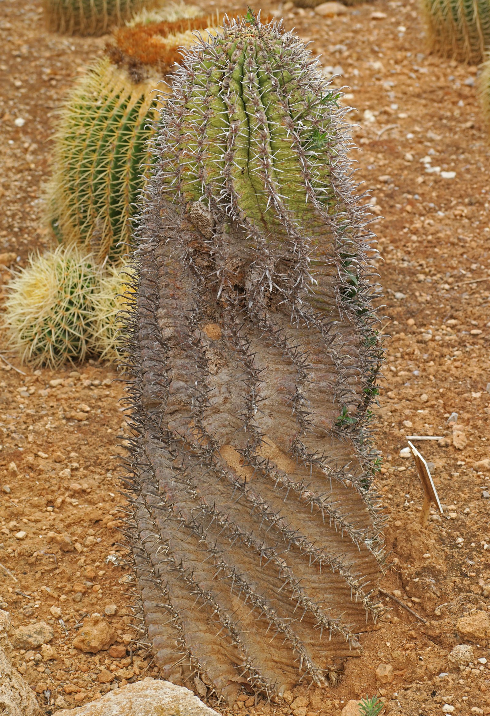 Ferocactus latispinus ssp spiralis-1