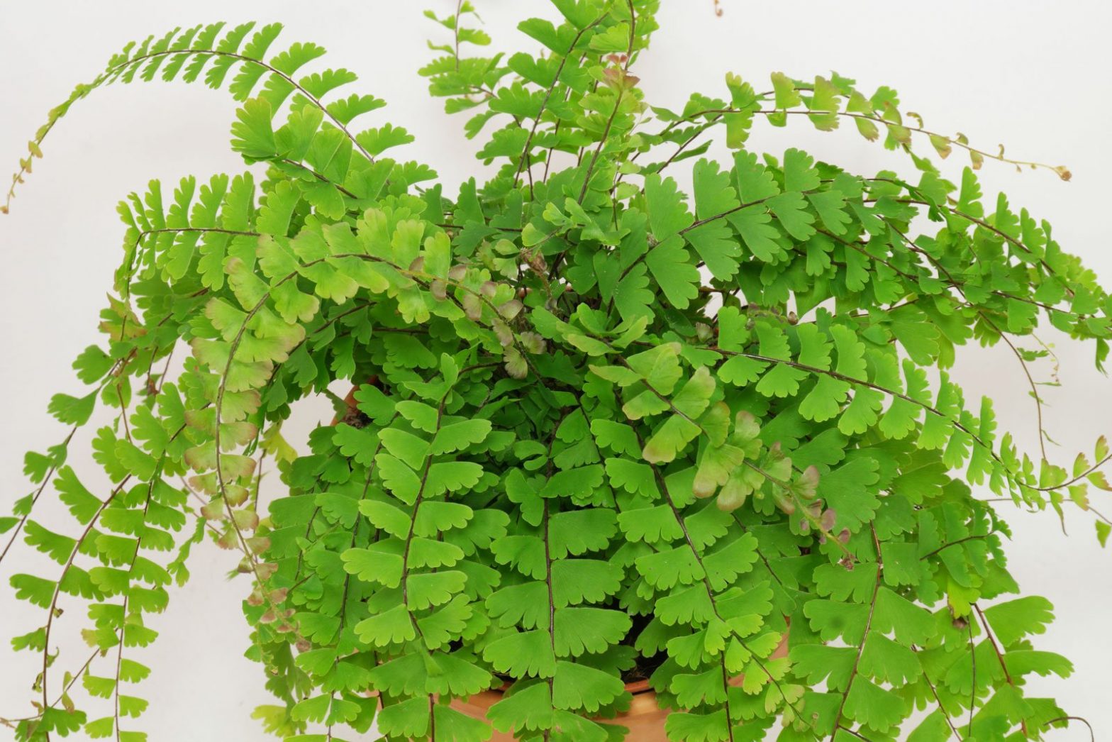 Frauenhaarfarn (Adiantum caudatum)