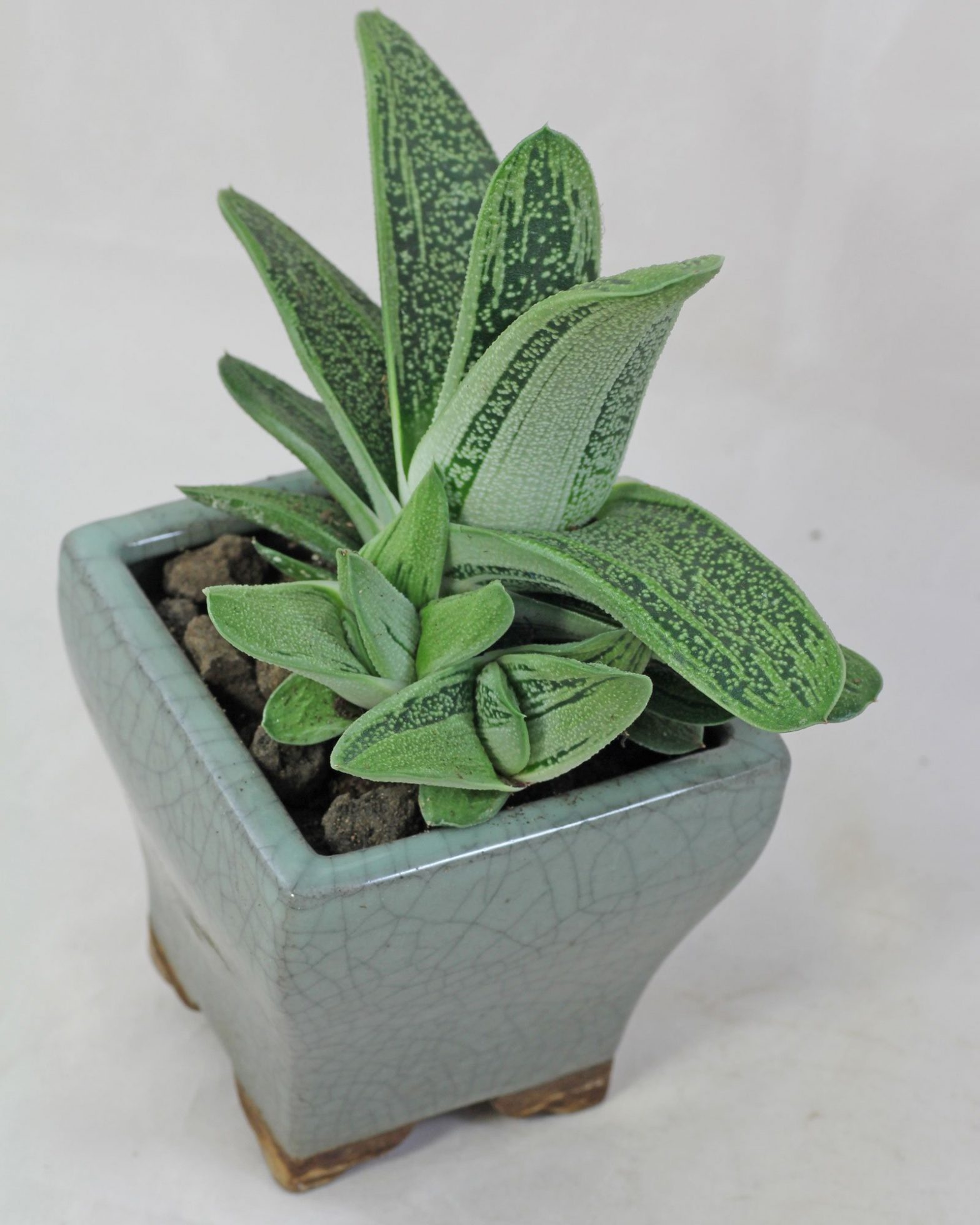 Gasteria "Little Warty"