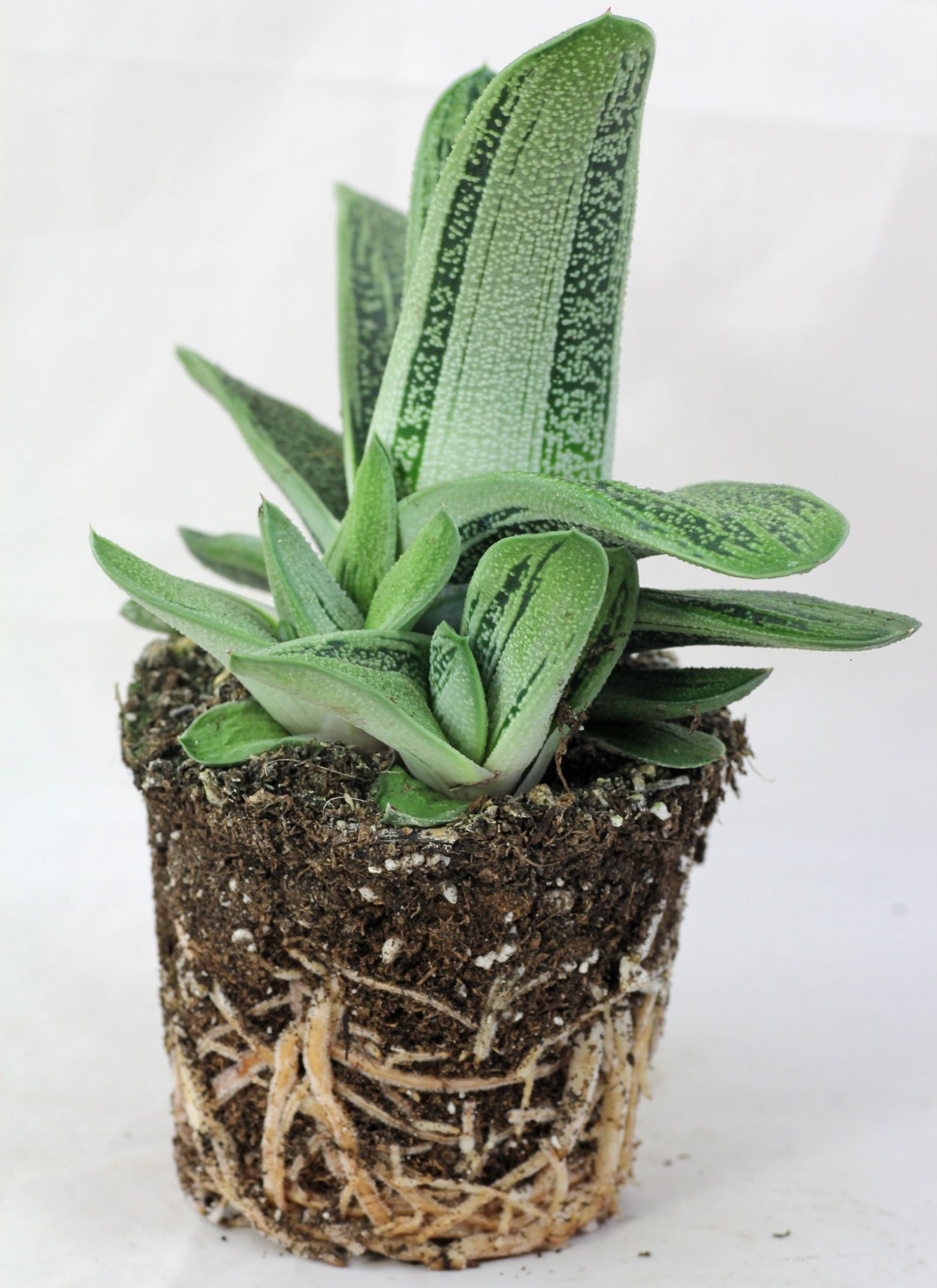 Gasteria "Little Warty"
