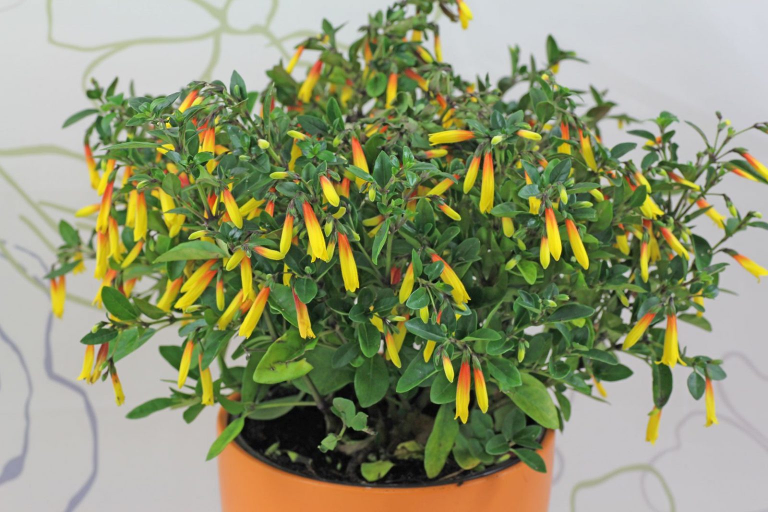 Jakobinie (Justicia rizzinii, Jacobinia pauciflora)