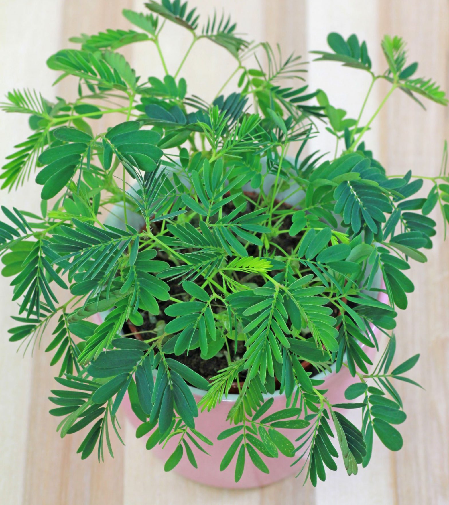 mimose-mimosa-pudica