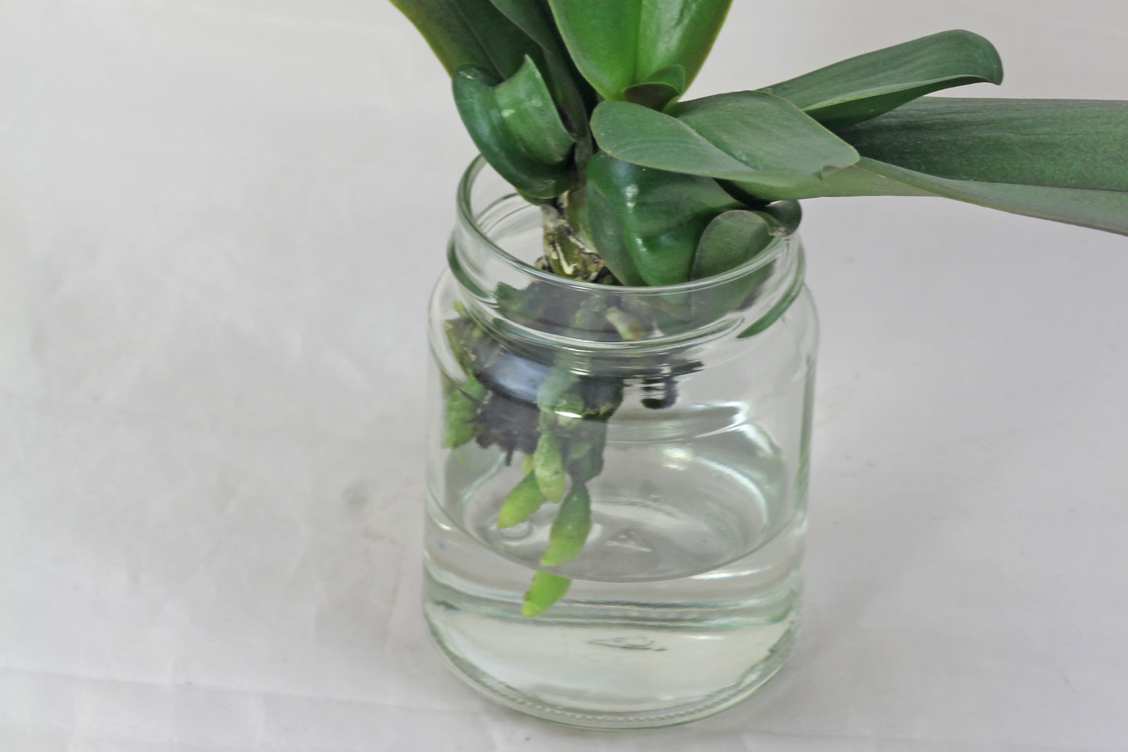 Orchidee Wurzeln im Glas