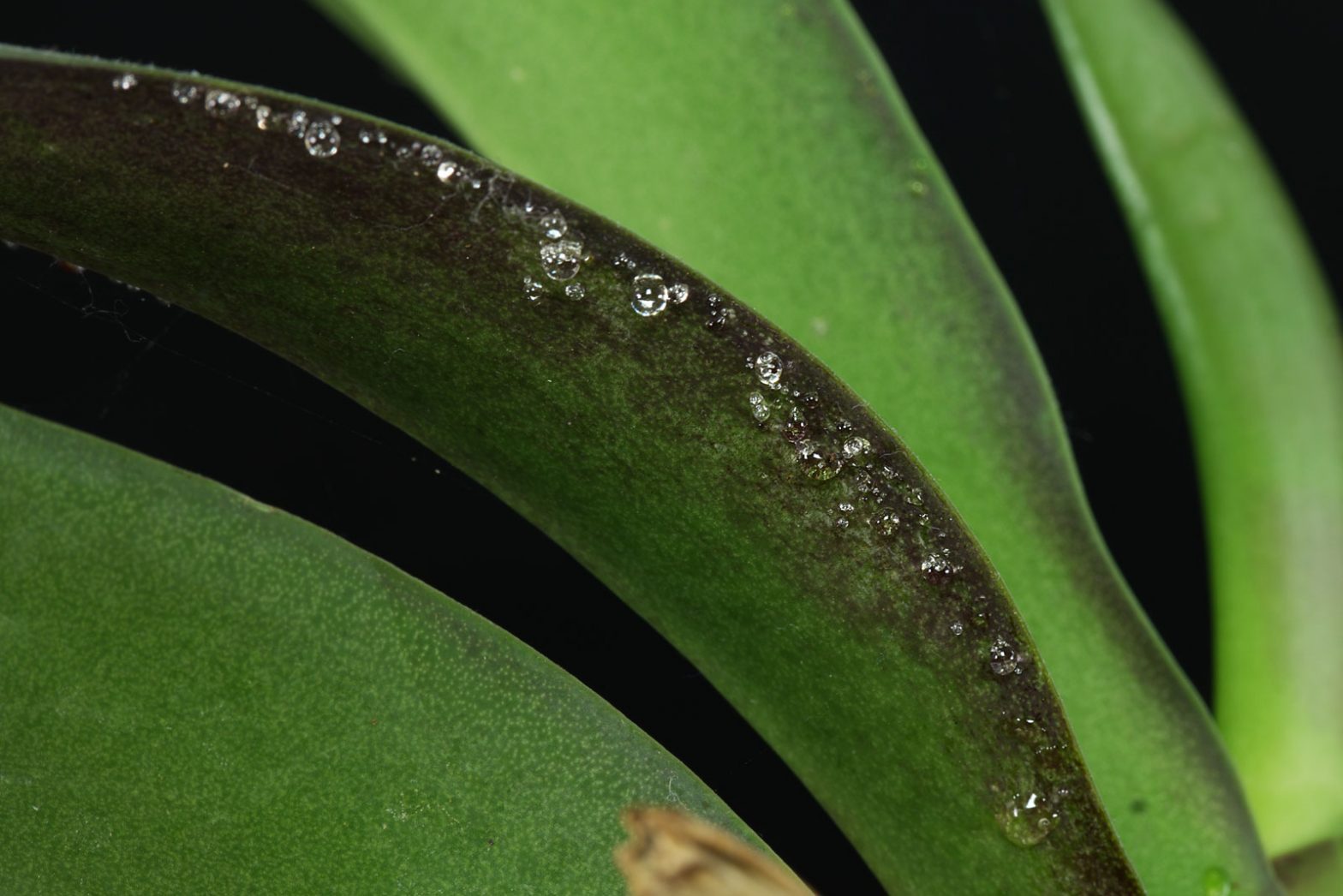 Was tun bei klebrigen Wassertröpfchen an der Orchidee?