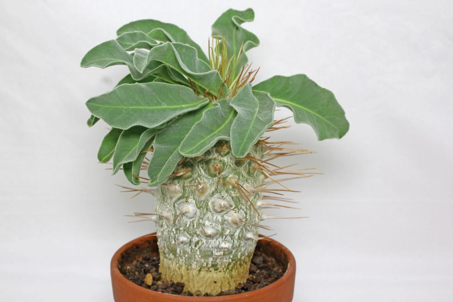Pachypodium namaquanum