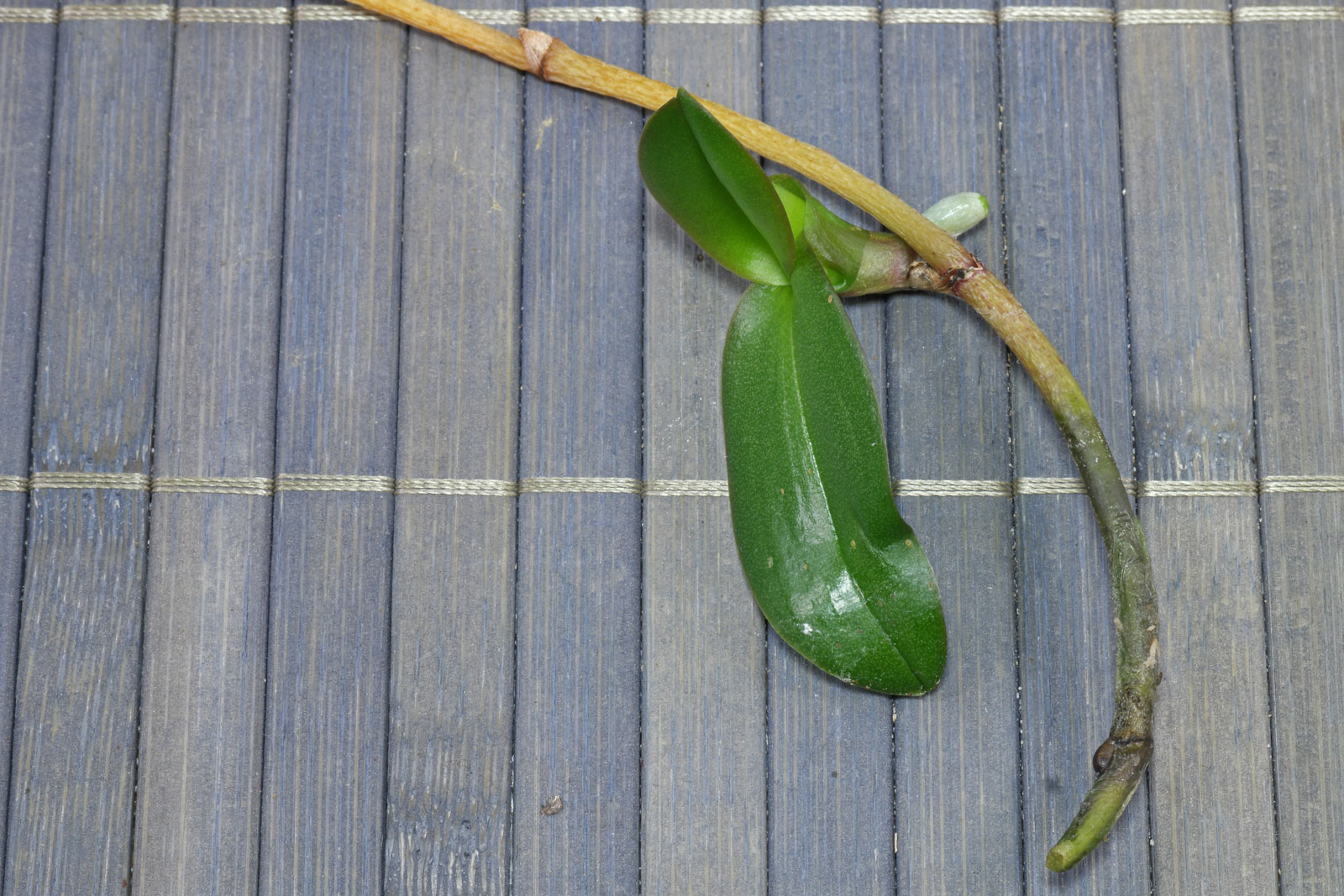 Phalaenopsis Kindel