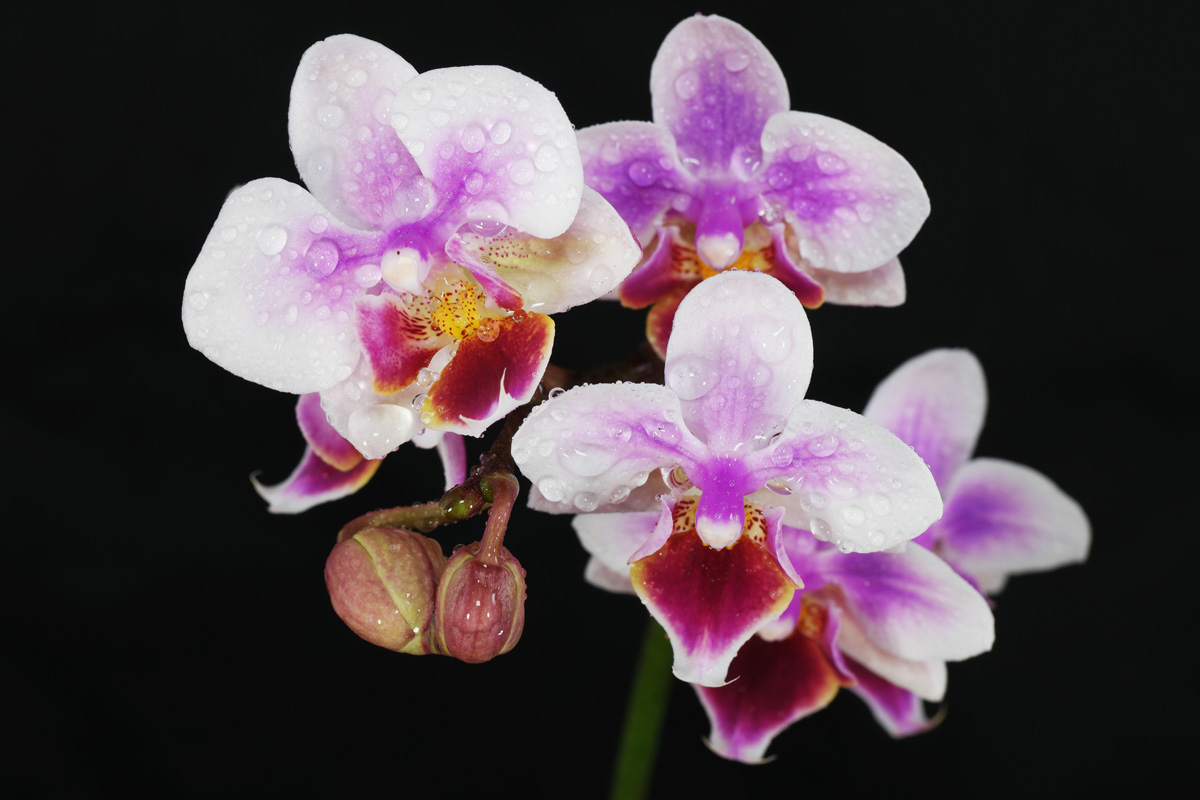 Phalaenopsis-Orchidee