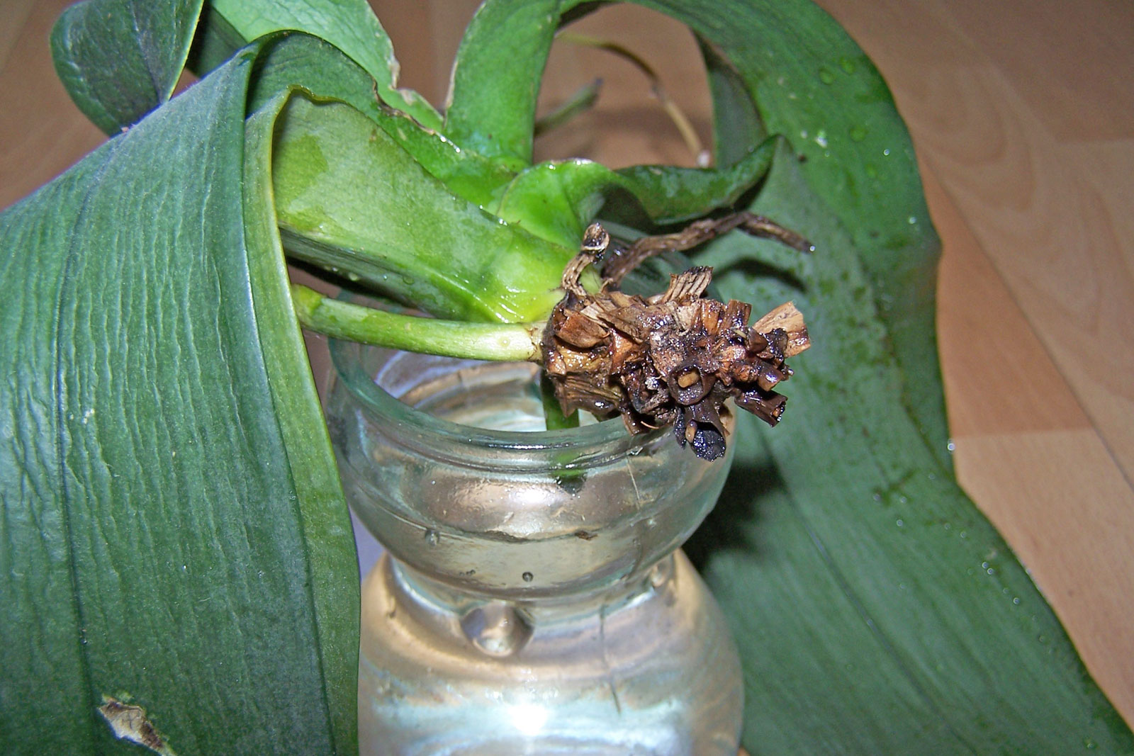 Phalaenopsis Strunk