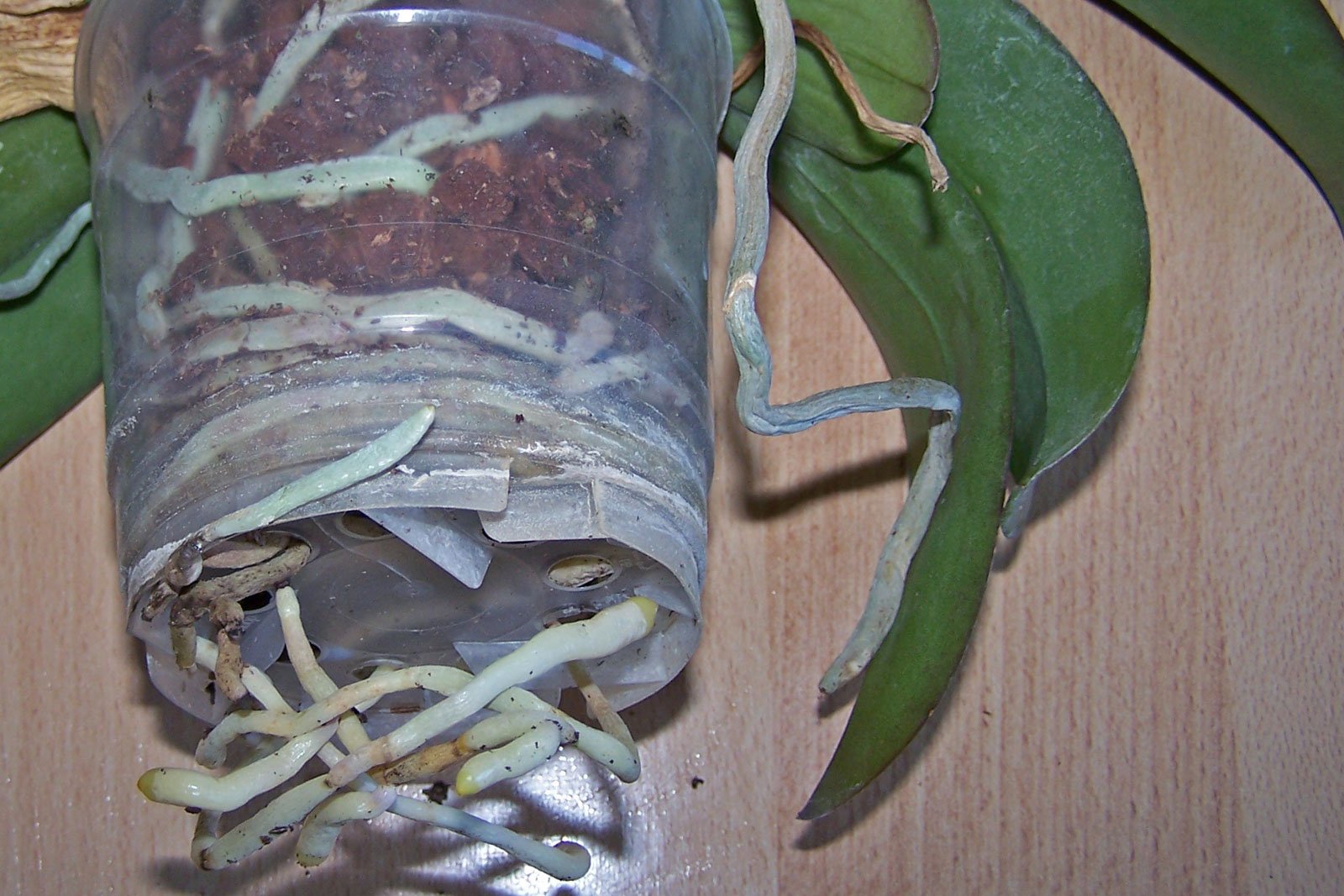 Phalaenopsis-Topf-Wurzeln