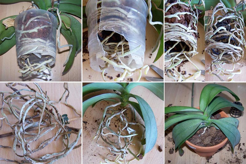Phalaenopsis umtopfen