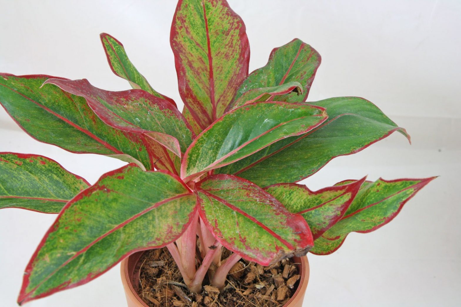 Kolbenfaden (Aglaonema commutatum, crispum Hybriden)