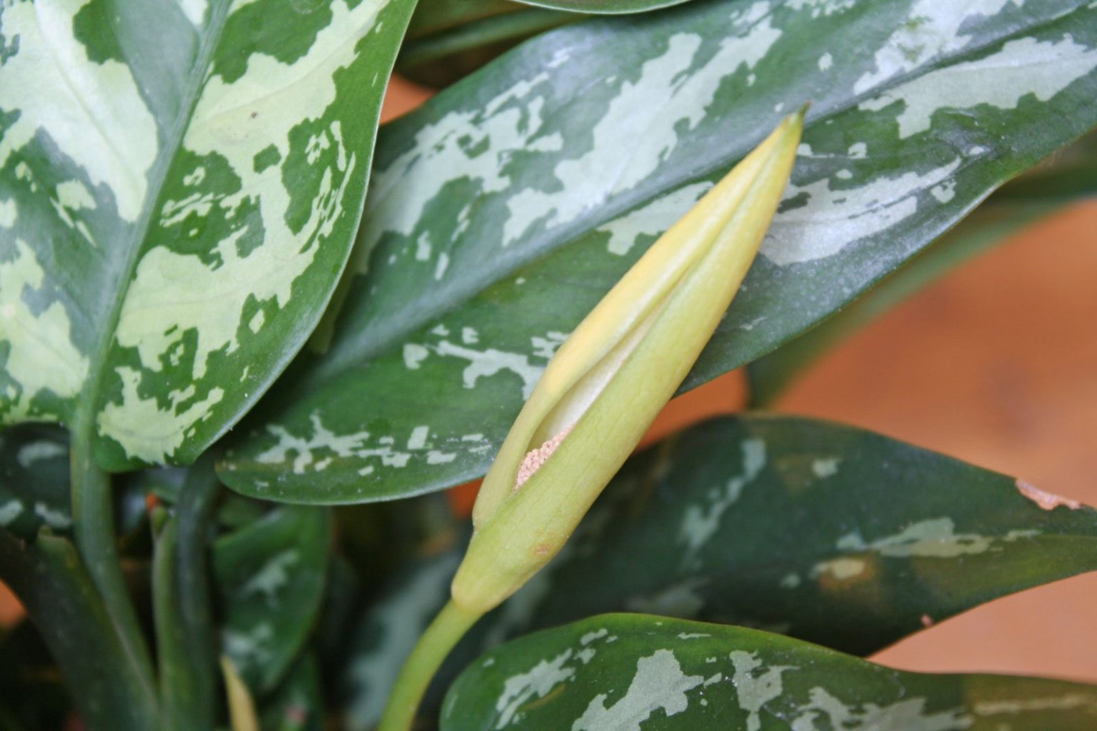 Kolbenfaden (Aglaonema commutatum, crispum Hybriden)