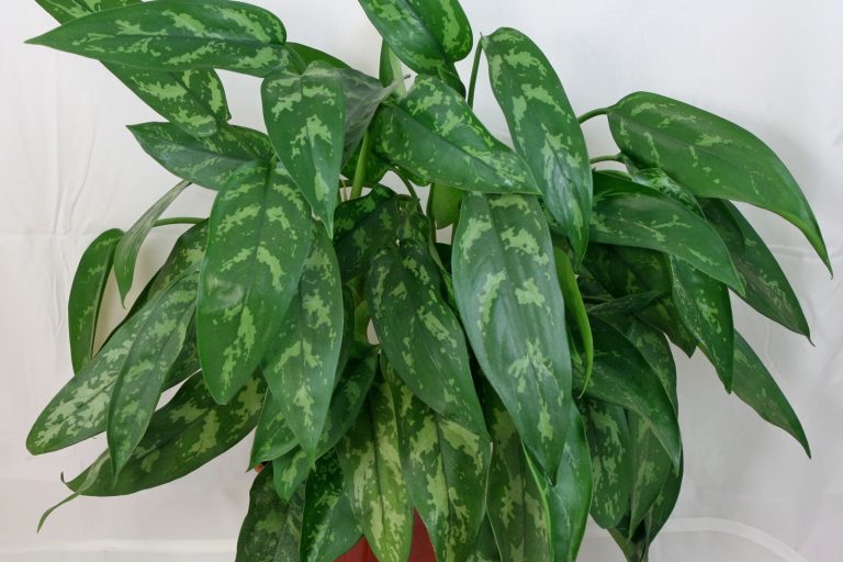 Kolbenfaden (Aglaonema commutatum, crispum Hybriden)