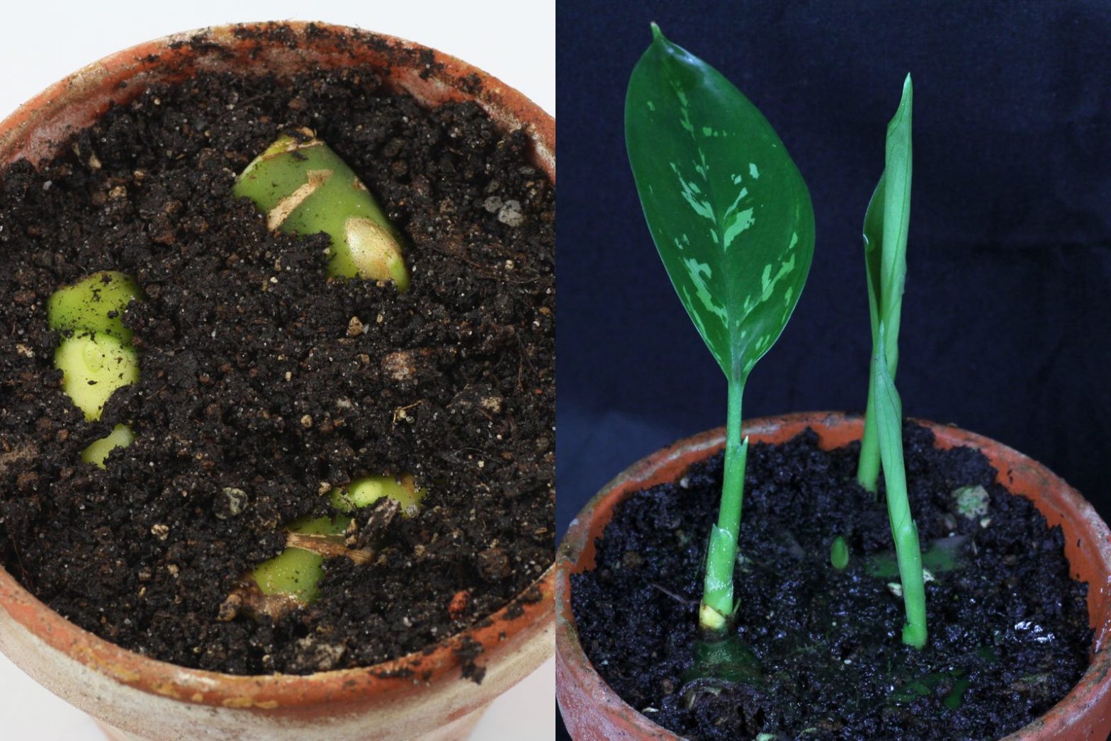 Kolbenfaden (Aglaonema commutatum, crispum Hybriden)