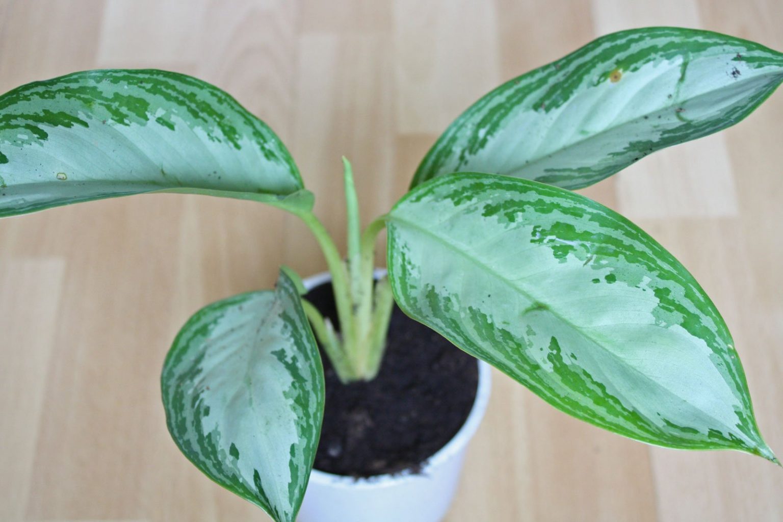 Kolbenfaden (Aglaonema commutatum, crispum Hybriden)