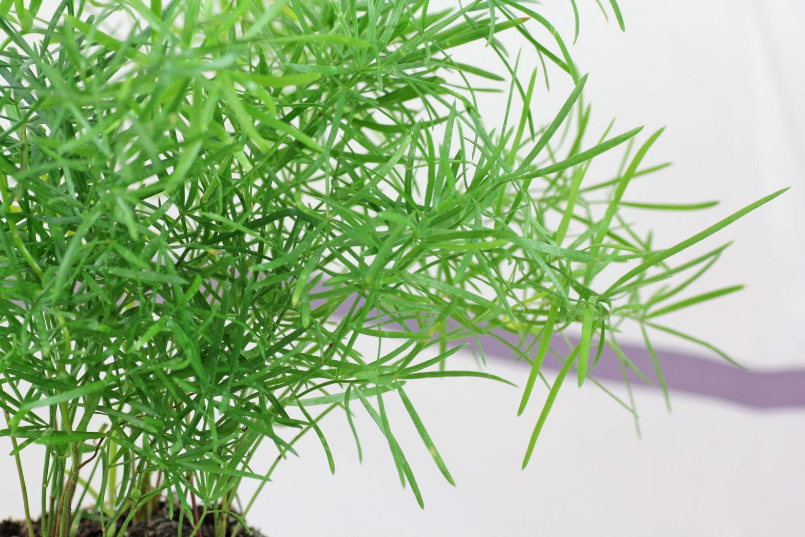 Zierspargel (Asparagus densiflorus)