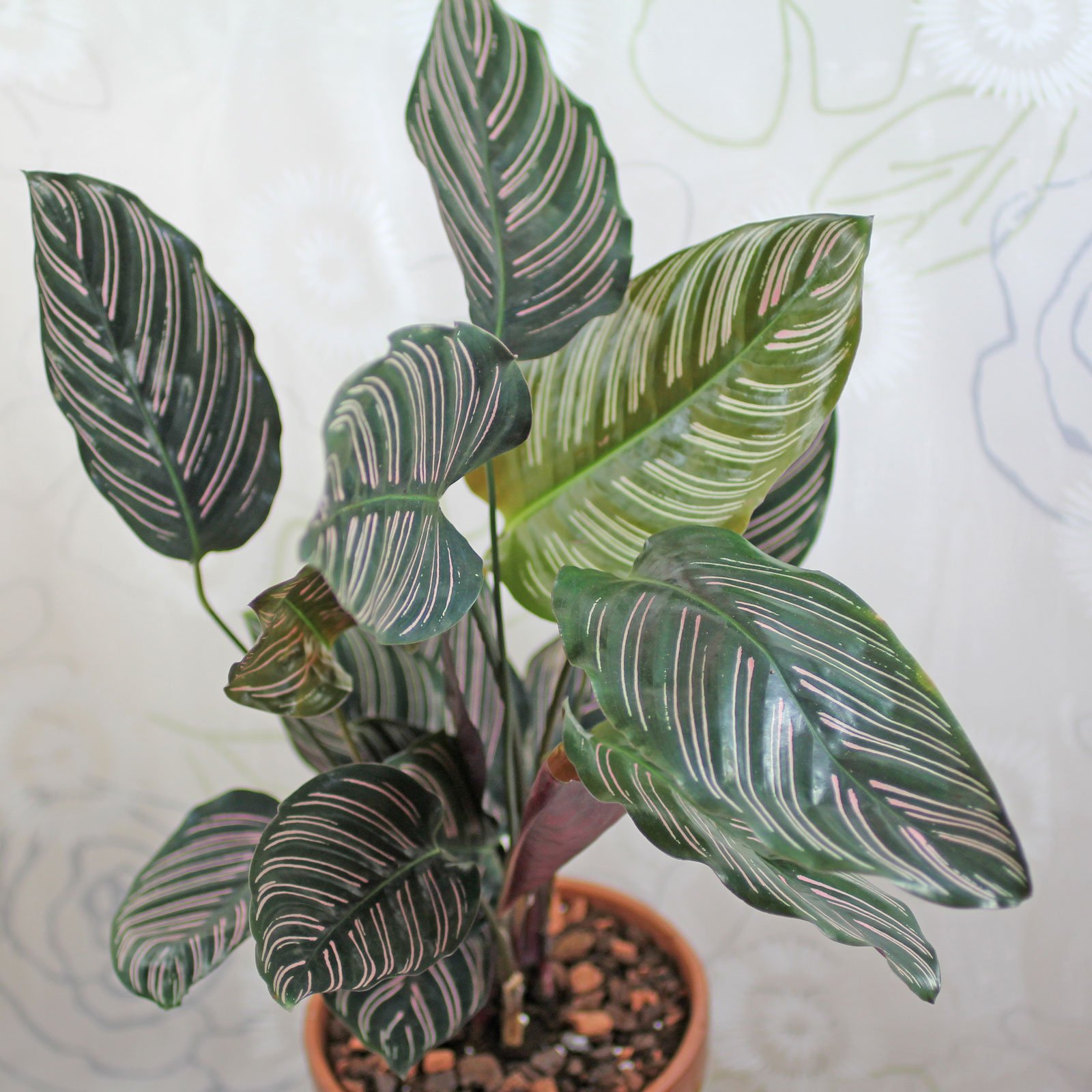 Calathea ornata