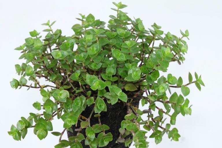 Callisia repens