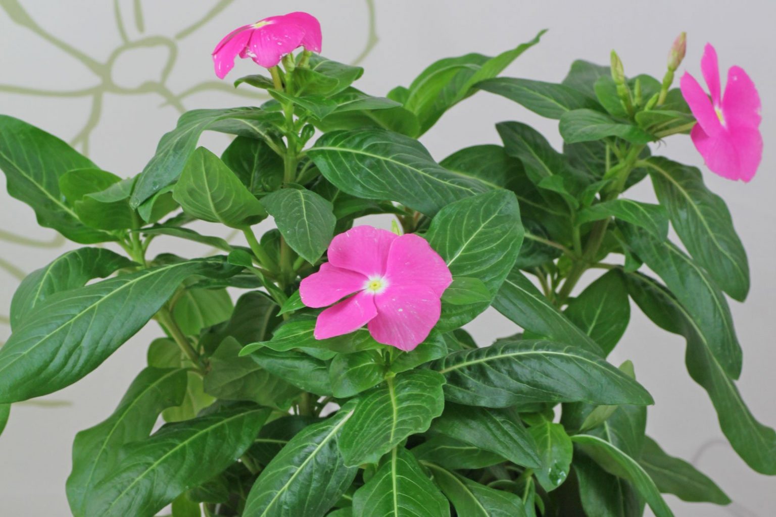 Catharanthe (Catharanthus roseus)