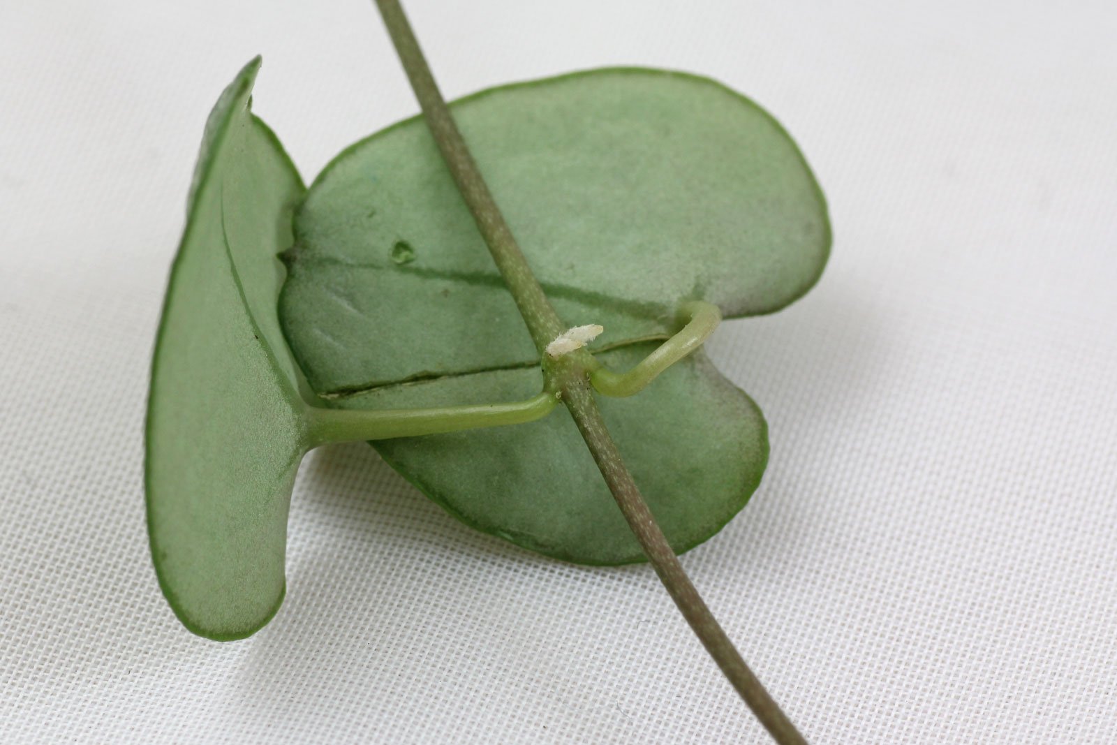 Ceropegia linearis ssp. woodii